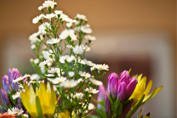 18 Plantas com Flores para Iluminar sua Casa